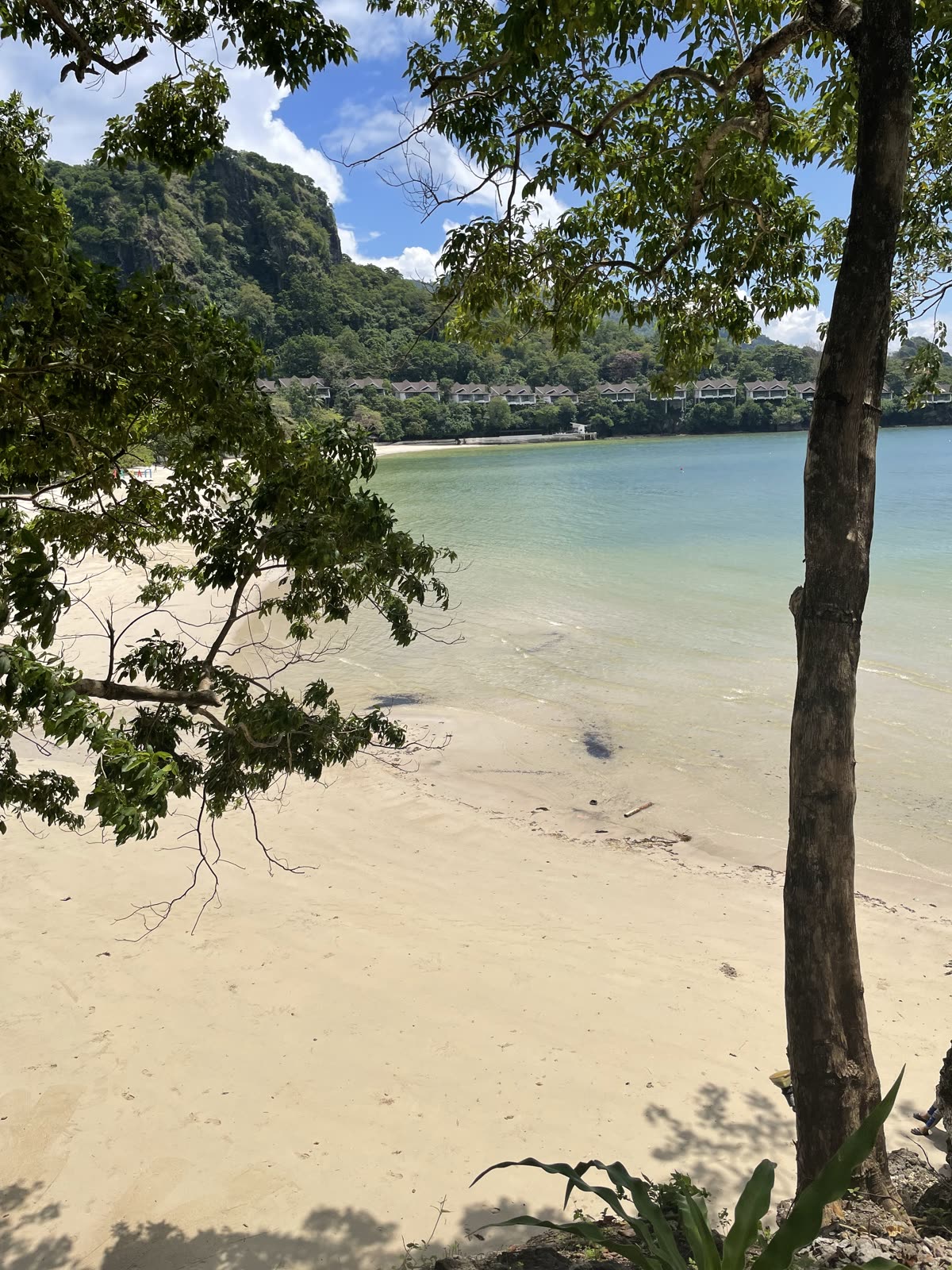Turquoise beach cove framed by trees