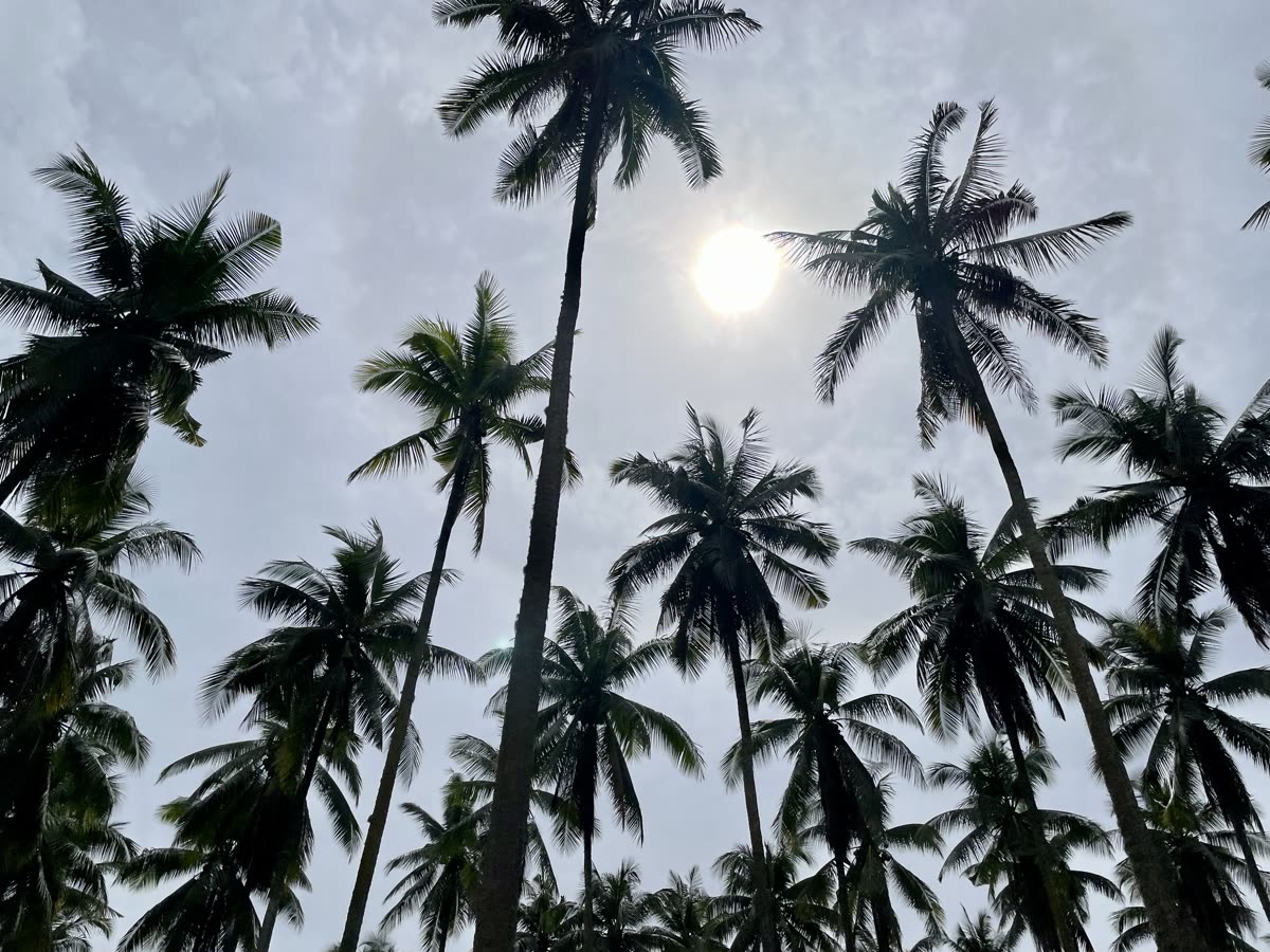 Full moon rising behind coconut palms at dusk